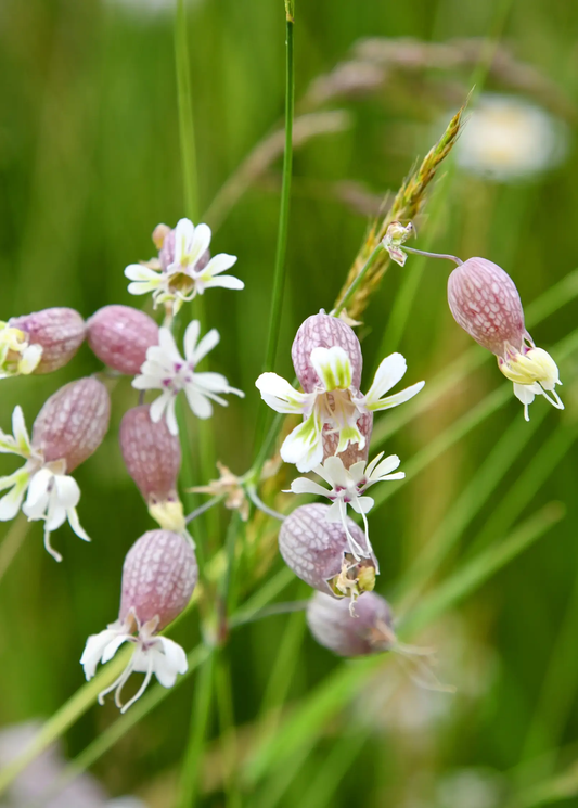 Sculpit plant Silene inflata herb with pink inflated calyxes and white blooms Sow Exotic on Tampa Home & Garden Store
