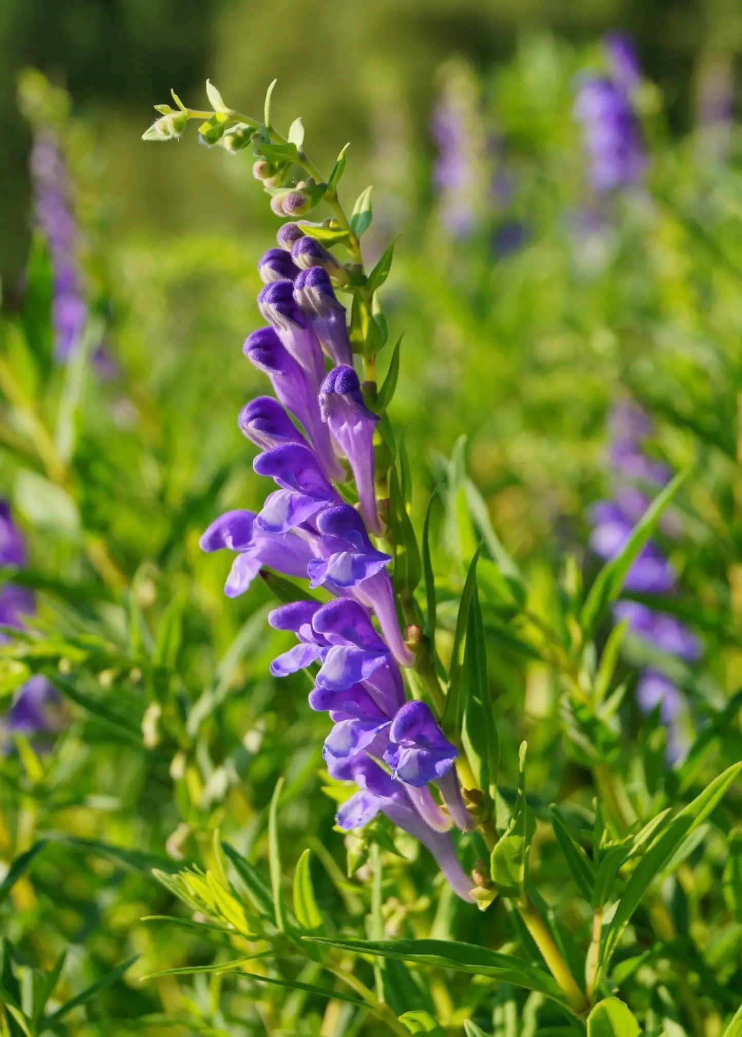 Skullcap herb plant with purple flowering spike and green foliage Sow Exotic on Tampa Home & Garden Store
