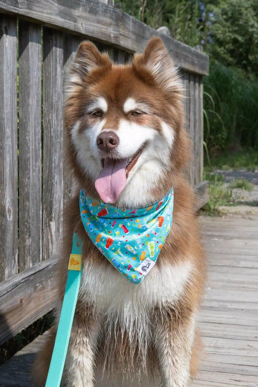 Seaside Sips Dog Bandana - Tampa Home & Garden Store