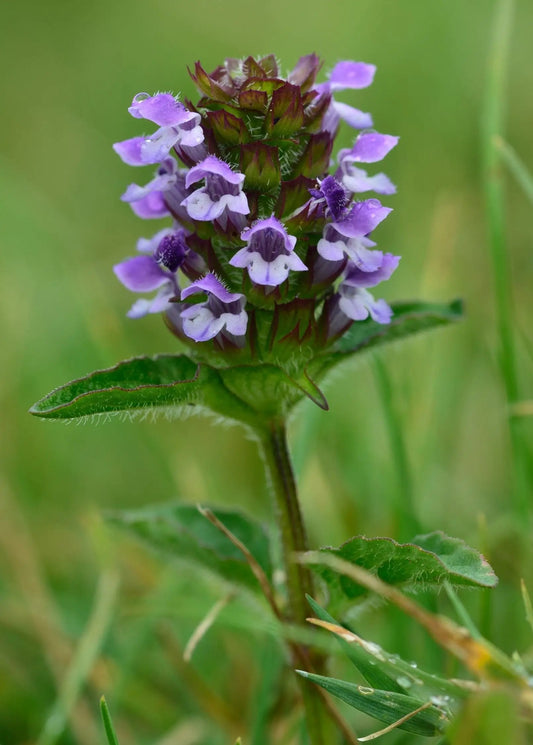 Self Heal herb plant Prunella vulgaris with purple flower cluster and hairy leaves on Tampa Home & Garden Store