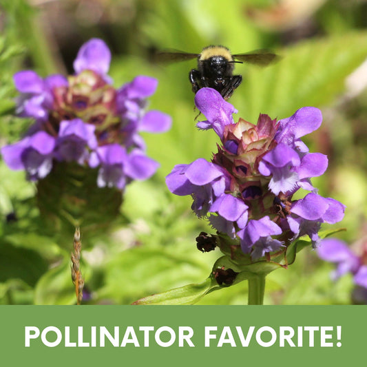 Self-Heal Seed Pouch seeds and seed tape with a bee on purple flowers on Tampa Home & Garden Store