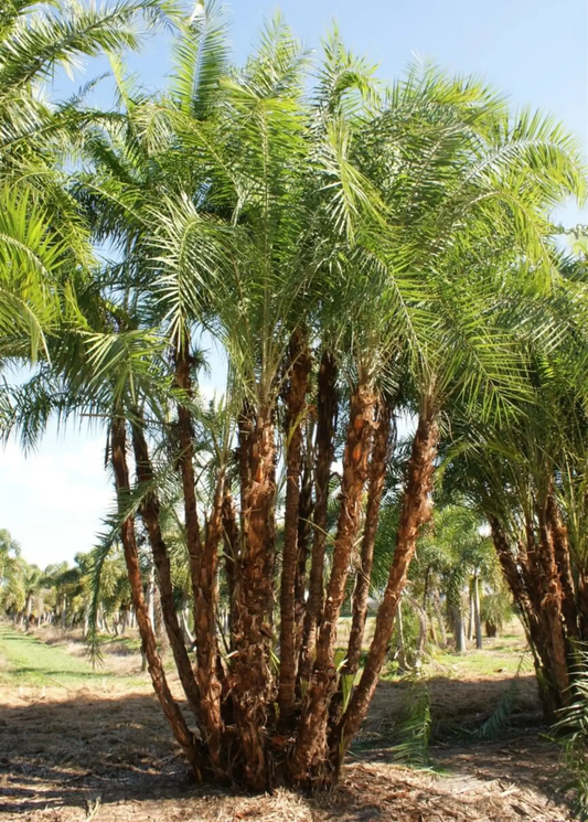 Senegal Date Tree Phoenix reclinata cluster with multiple trunks and lush green fronds on Tampa Home & Garden Store