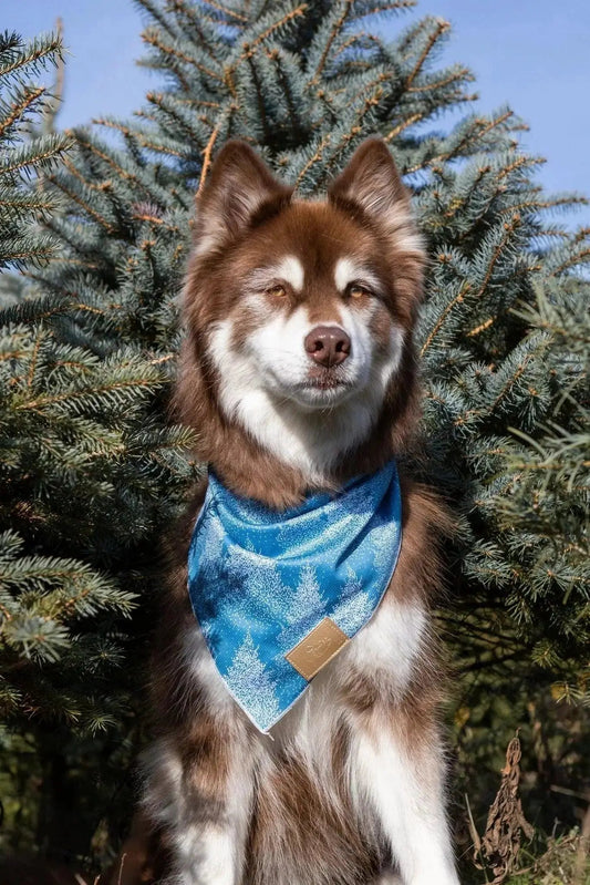 Siberian Spruce Dog Bandana by Aria the Fox, silky blue spruce-pattern bandana on active dog on Tampa Home & Garden Store