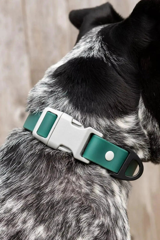 Siberian Spruce waterproof nylon dog collar teal with white buckle on Tampa Home & Garden Store