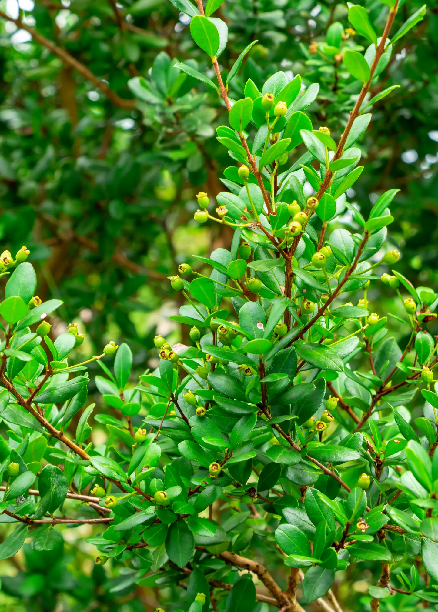 Simpson's Stopper Tree Myrcianthes fragrans with glossy oval leaves and small green berries on Tampa Home & Garden Store