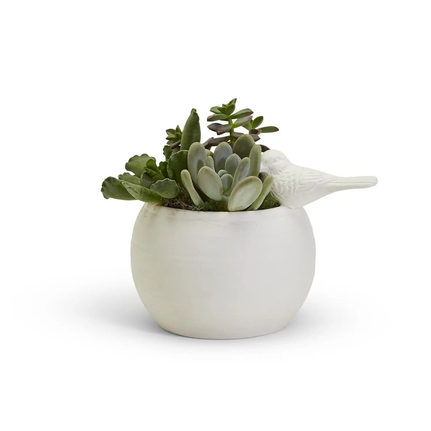 Sitting Pretty Bird Vase Cachepot porcelain white with green succulents in round pot on Tampa Home & Garden Store