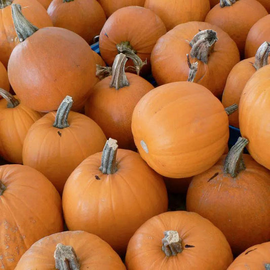 Organic small sugar pumpkins in a pile of orange gourds on Tampa Home & Garden Store