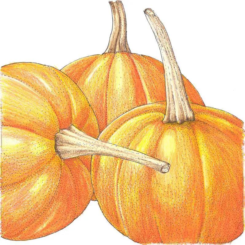 Organic Small Sugar Pumpkin illustration of three orange pumpkins with brown stems on Tampa Home & Garden Store