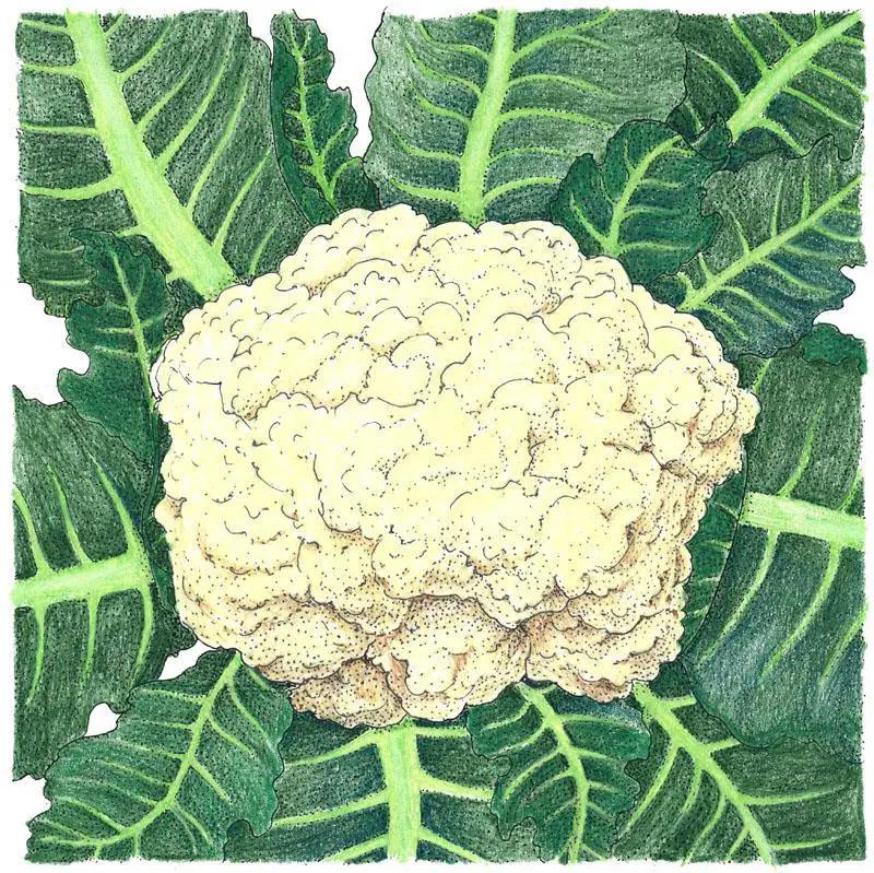 Snowball Cauliflower Seeds organic heirloom head with creamy white curd and green leaves on Tampa Home & Garden Store