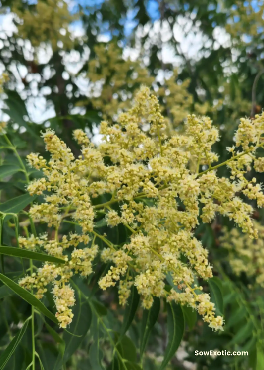 Soapberry tree Sapindus saponaria Drummondii with yellow flower panicles leaves Sow Exotic on Tampa Home & Garden Store