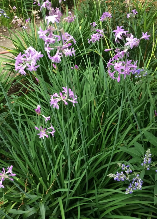 Society garlic plant Tulbaghia violacea with lavender blossoms and long sword leaves on Tampa Home & Garden Store