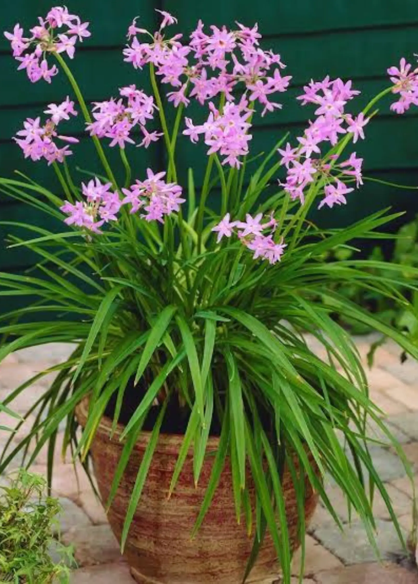 Society Garlic Plant Tulbaghia violacea pink clusters and green leaves in pot on Tampa Home & Garden Store