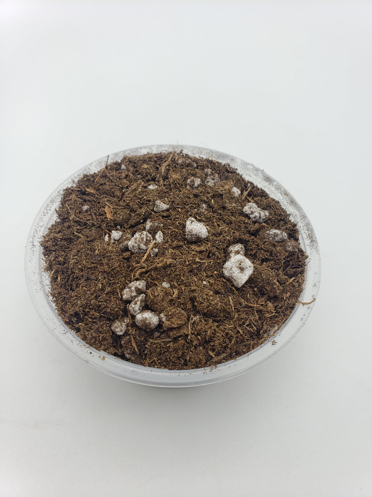 Soil mix for Sarracenia, Drosera, Dionaea in a pot with fibrous substrate and white perlite on Tampa Home & Garden Store