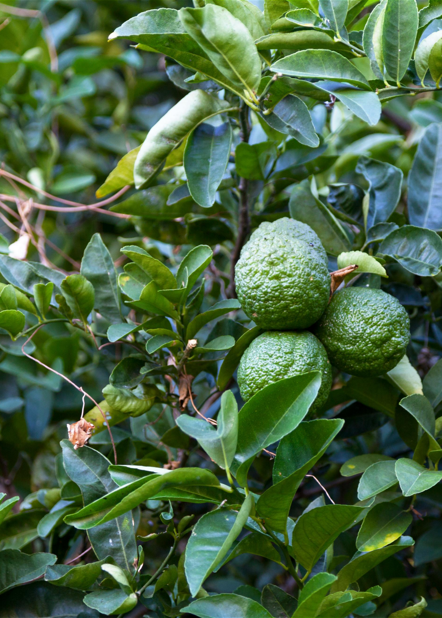 Kaffir, Makrut Lime Tree (Citrus hystrix)