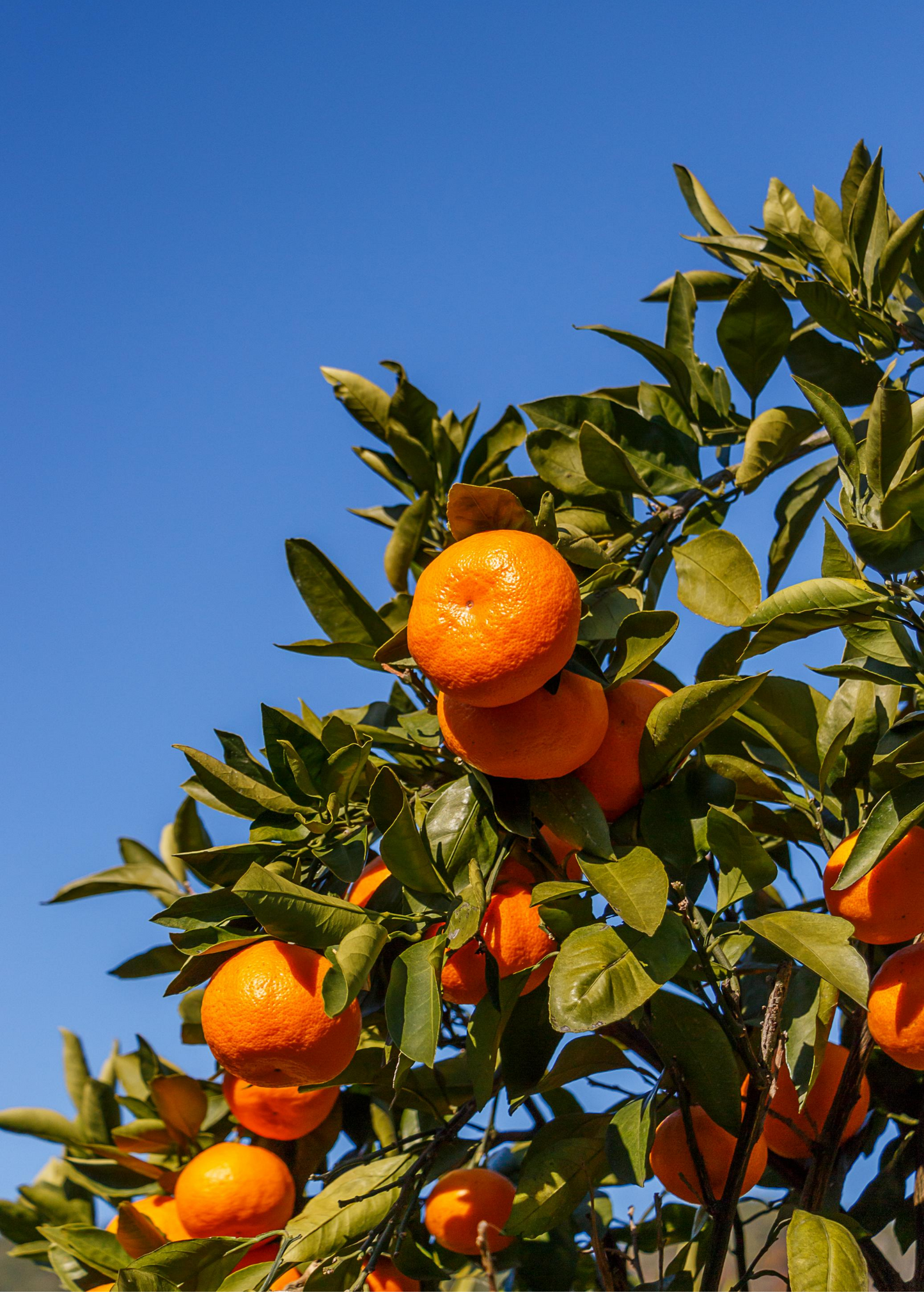 Satsuma Mandarin Tree (Citrus unshiu)