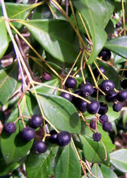 Spice Wood Tree Myrcia neopallens tropical fruit tree with dark purple berries on stems on Tampa Home & Garden Store