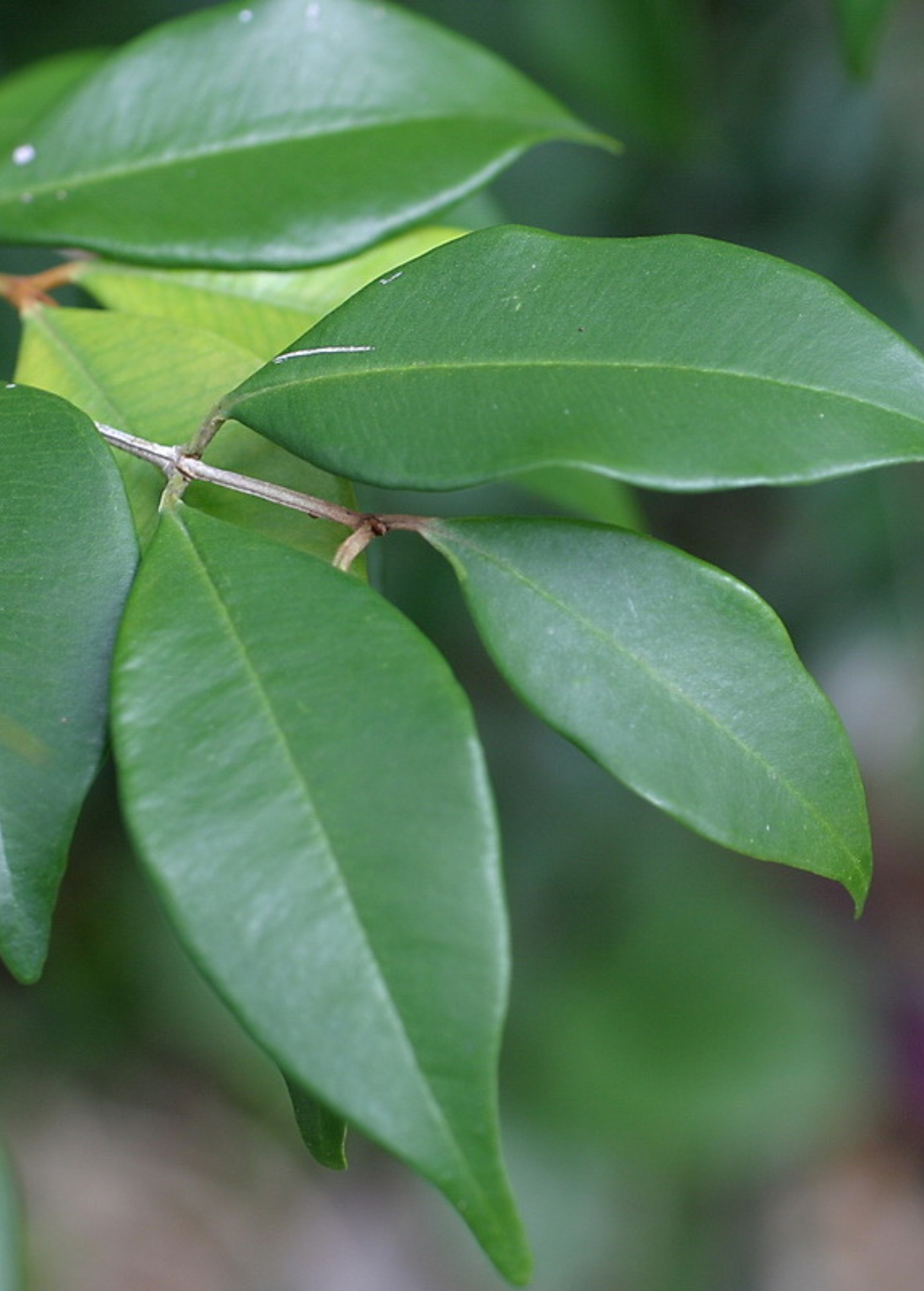 Spice Wood (Myrcia neopallens, syn. Calyptranthes pallens) - Tampa Home & Garden Store