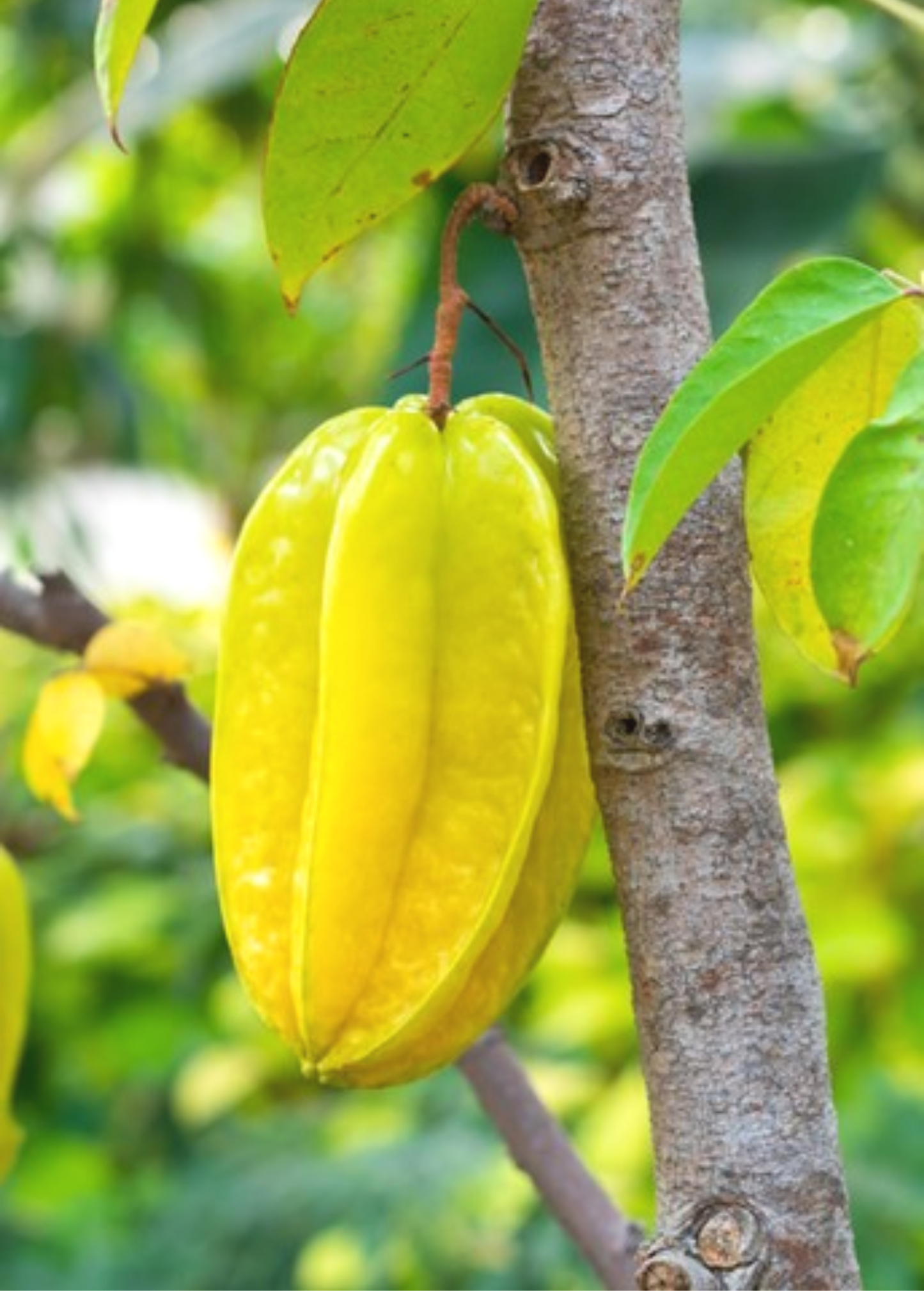 Star Fruit 'Kari' (Averrhoa carambola) - Tampa Home & Garden Store