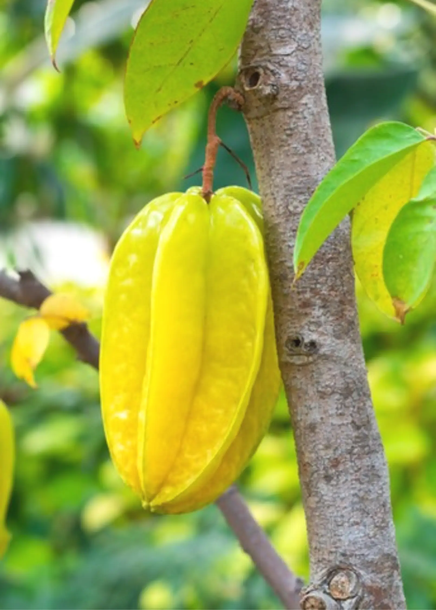 Kari star fruit on a tropical tree with bright yellow ribbed fruit and green leaves on Tampa Home & Garden Store