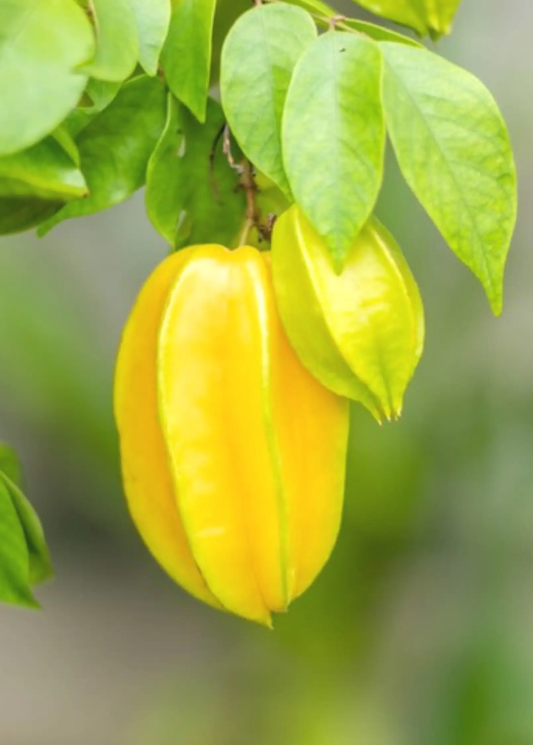 Star Fruit Tree Sri Kembangan grafted variety by Sow Exotic with ripe yellow carambola and green leaves on Tampa Home & Garden Store