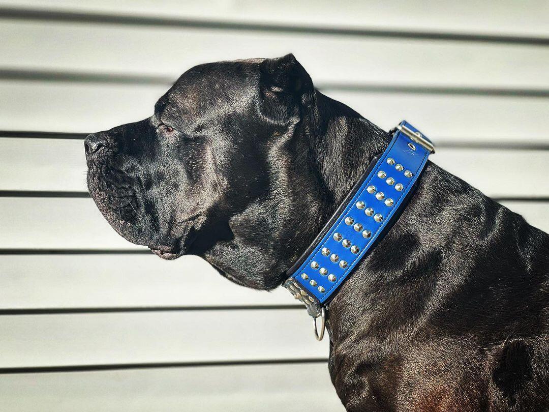 "Star" collar - Tampa Home & Garden Store