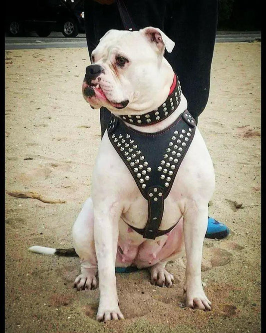 Star Real Leather Dog Harness with Studs, black leather with silver studs on a white dog on Tampa Home & Garden Store