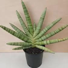 Starfish Sansevieria succulent with striped green leaves in a black pot on Tampa Home & Garden Store