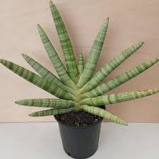 Starfish sanseveria - Tampa Home & Garden Store