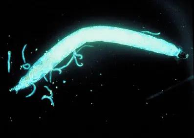 Nematodes NEMAforce SF/SC S. feltiae & carpocapsae glowing blue nematode illustration on Tampa Home & Garden Store