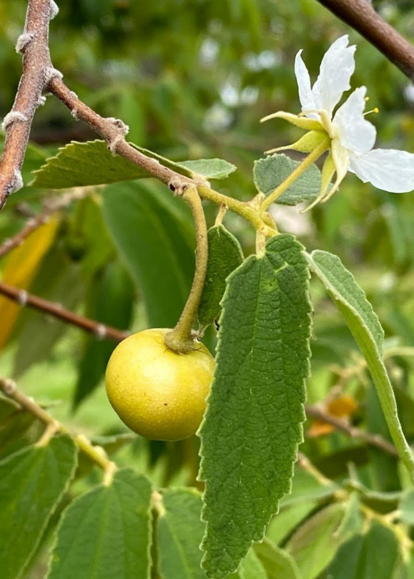 Strawberry Tree, Yellow (Muntingia calabura) - Tampa Home & Garden Store