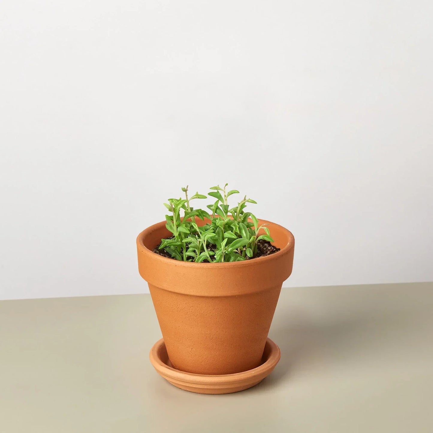 Succulent String of Dolphins by Rooted Treasures Farms in a terracotta pot on Tampa Home & Garden Store