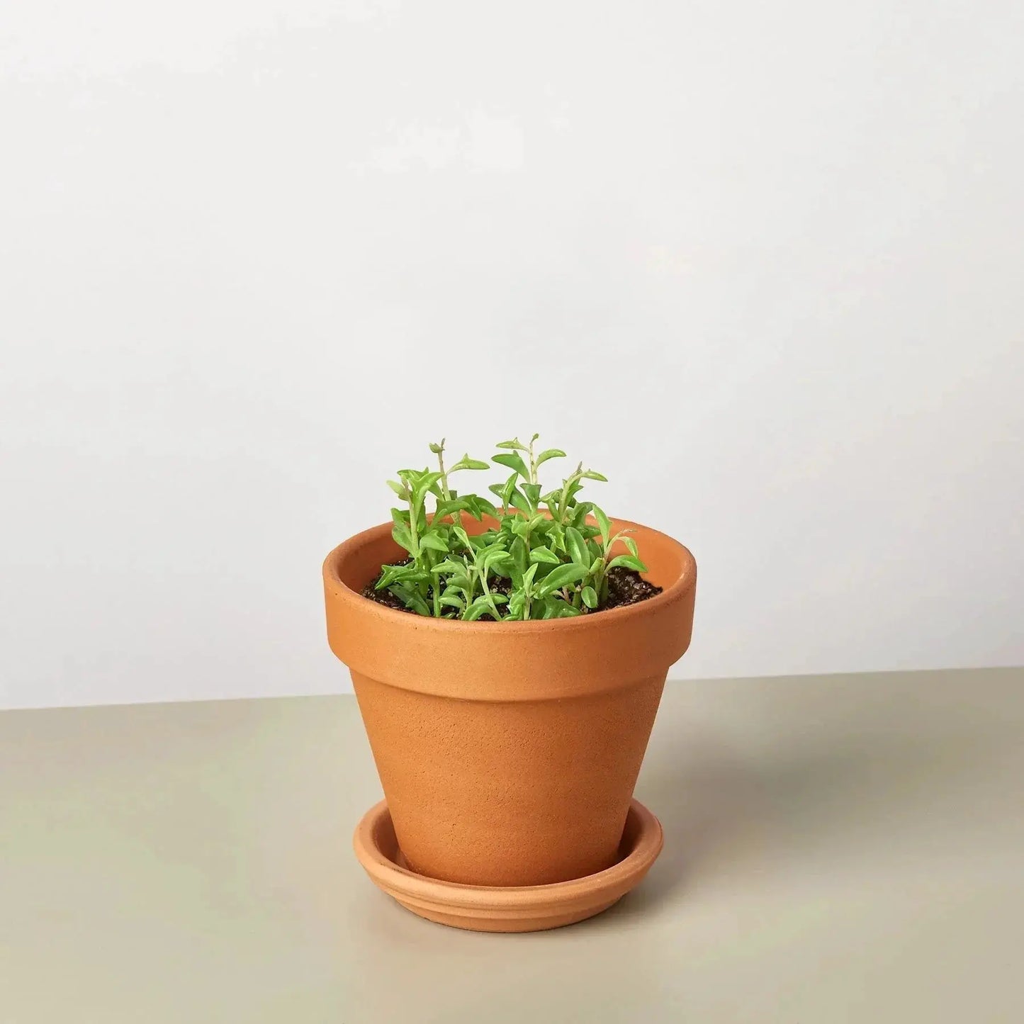 Trailing Succulent String of Dolphins Plant