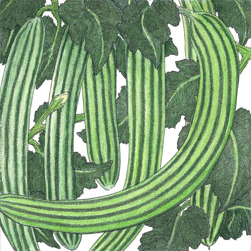 Striped Cucumber Seeds (Organic) - Tampa Home & Garden Store