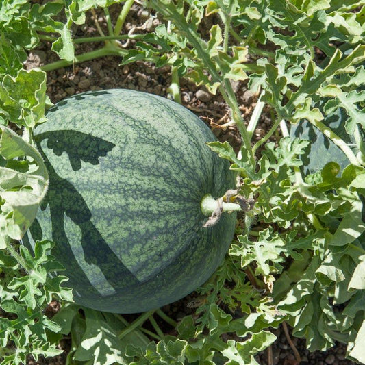 Sugar Baby Watermelon Seeds (Organic) - Tampa Home & Garden Store