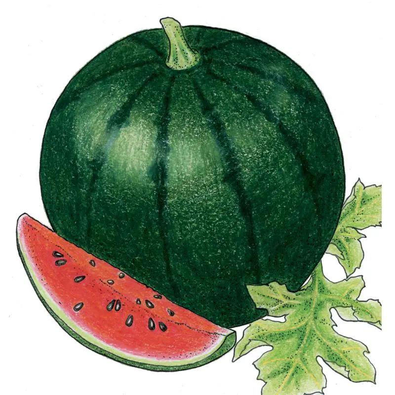 Sugar Baby Watermelon Seeds Organic compact early Grow Organic on Tampa Home & Garden Store