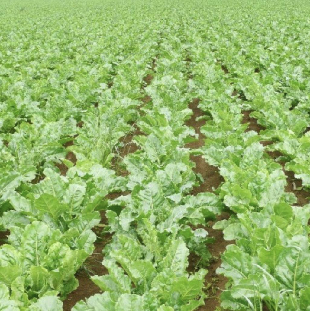 Sugar Beet - 250 Seeds - Non-Gmo Heirloom - Tampa Home & Garden Store