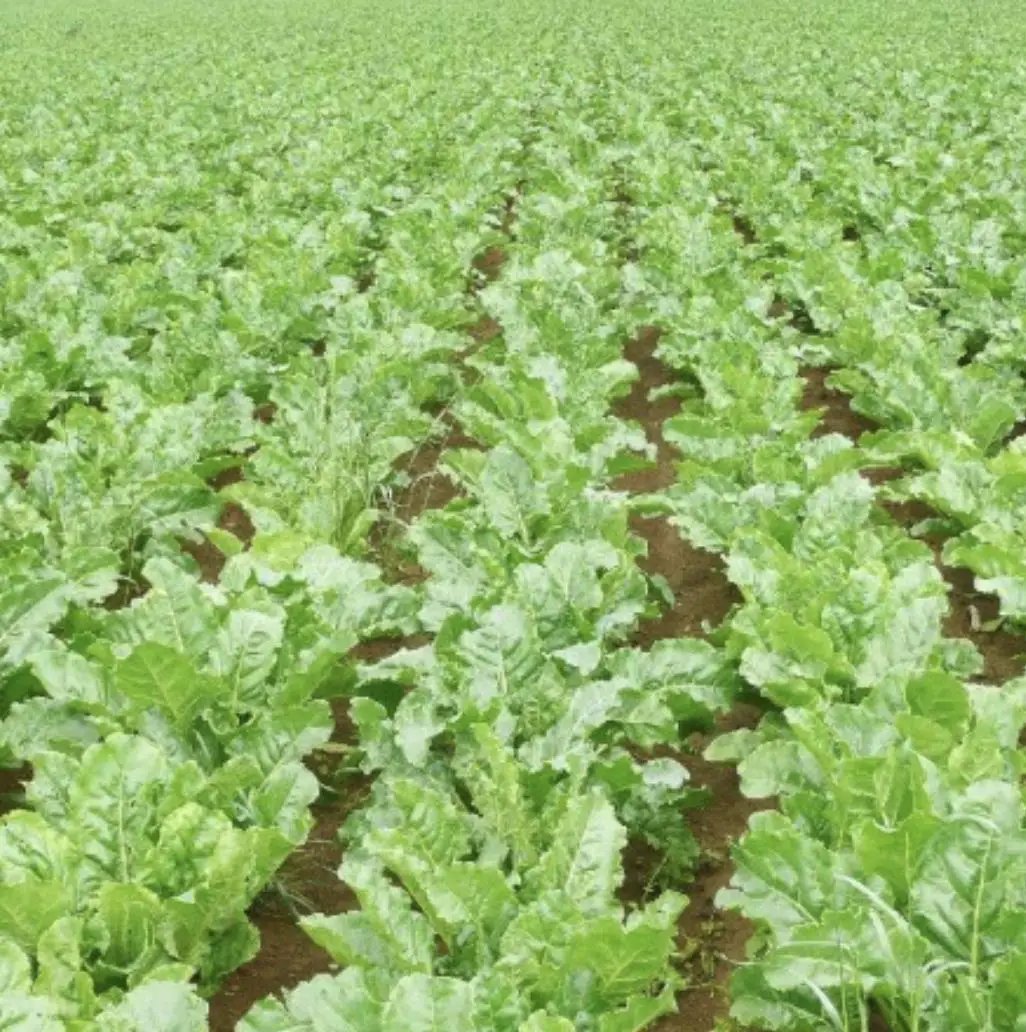 Sugar beet seeds Non-GMO heirloom 250 pack field of young green beet plants on Tampa Home & Garden Store