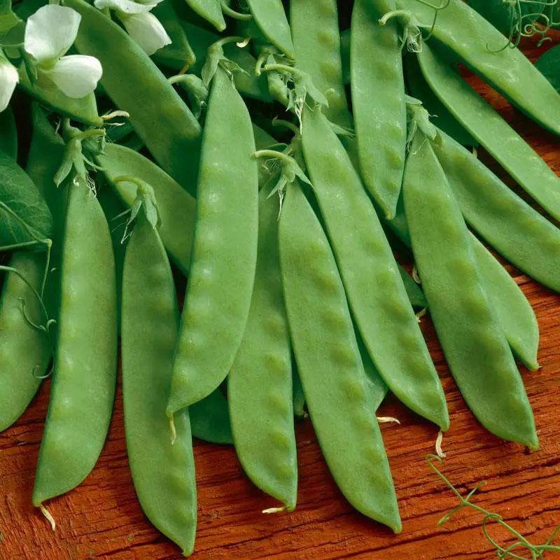 Sugar Daddy pea seeds organic snap peas showing several bright green pods on wood on Tampa Home & Garden Store
