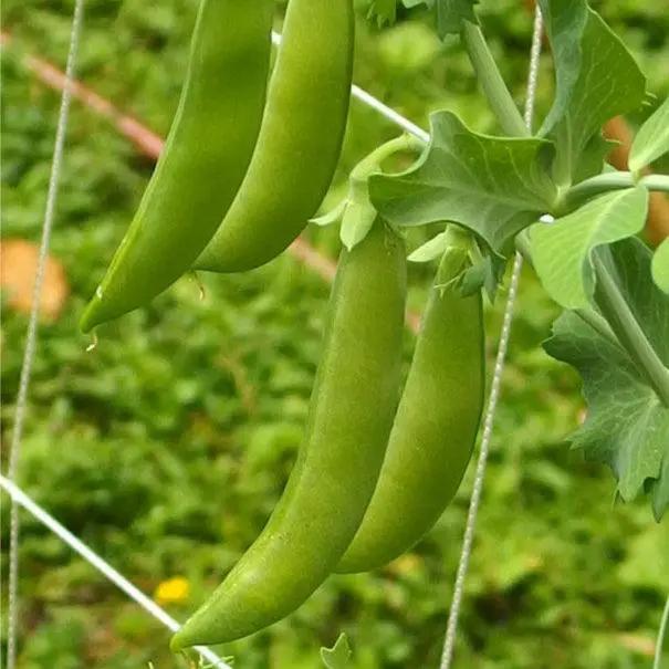 Sugar Daddy Pea Seeds Organic non-GMO snap peas, green pods on vines by Grow Organic on Tampa Home & Garden Store