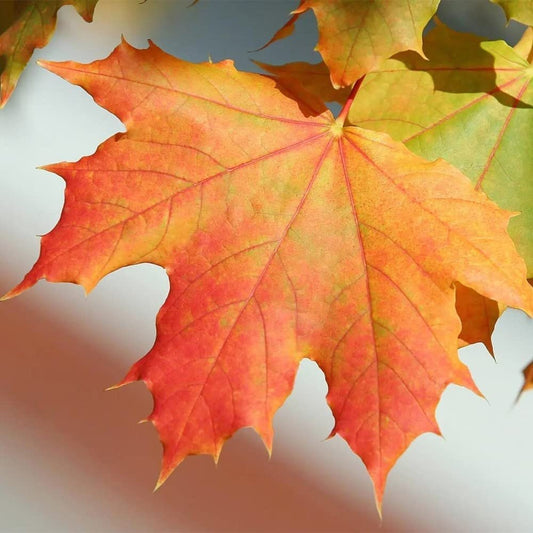 Sugar Maple Tree - 20 Seeds - Acer Saccharum, Colorful and Easy to Grow Fast-Growing - Tampa Home & Garden Store