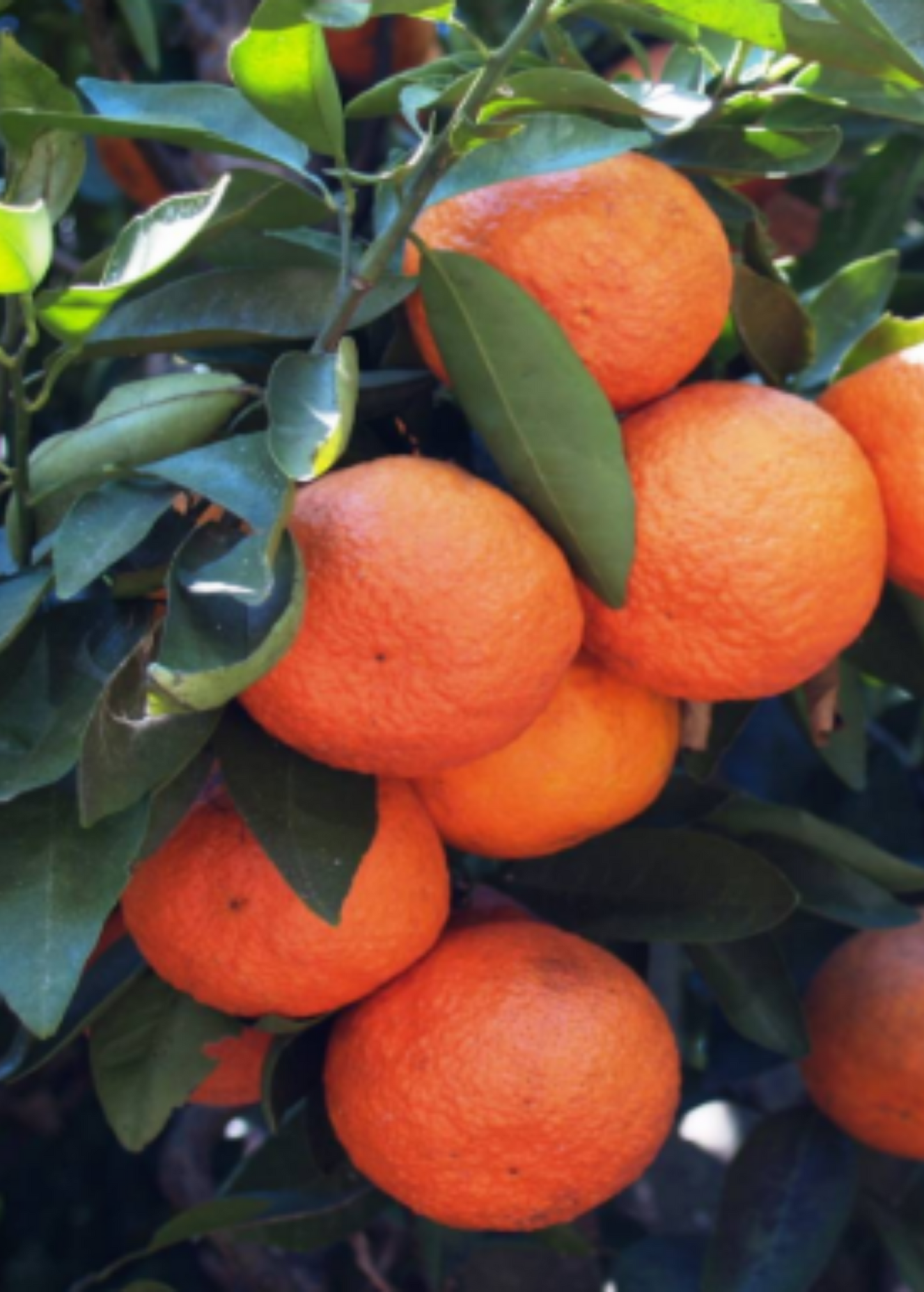 Sugar Belle Orange Tree (Citrus reticulata Clemintine x Minneola)
