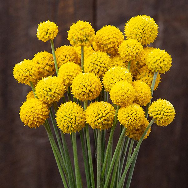 Sunball Craspedia seeds yellow spherical flower heads on slender green stems in a bunch on Tampa Home & Garden Store