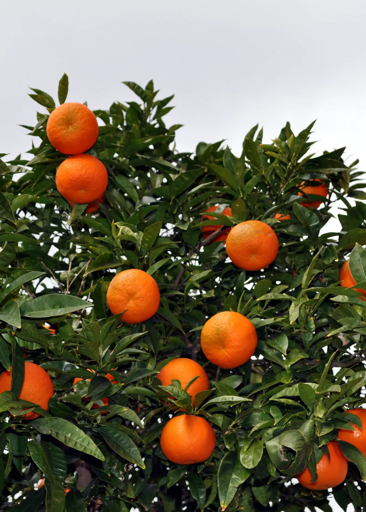 Sunburst Tangerine Tree (Citrus reticulata) - Tampa Home & Garden Store