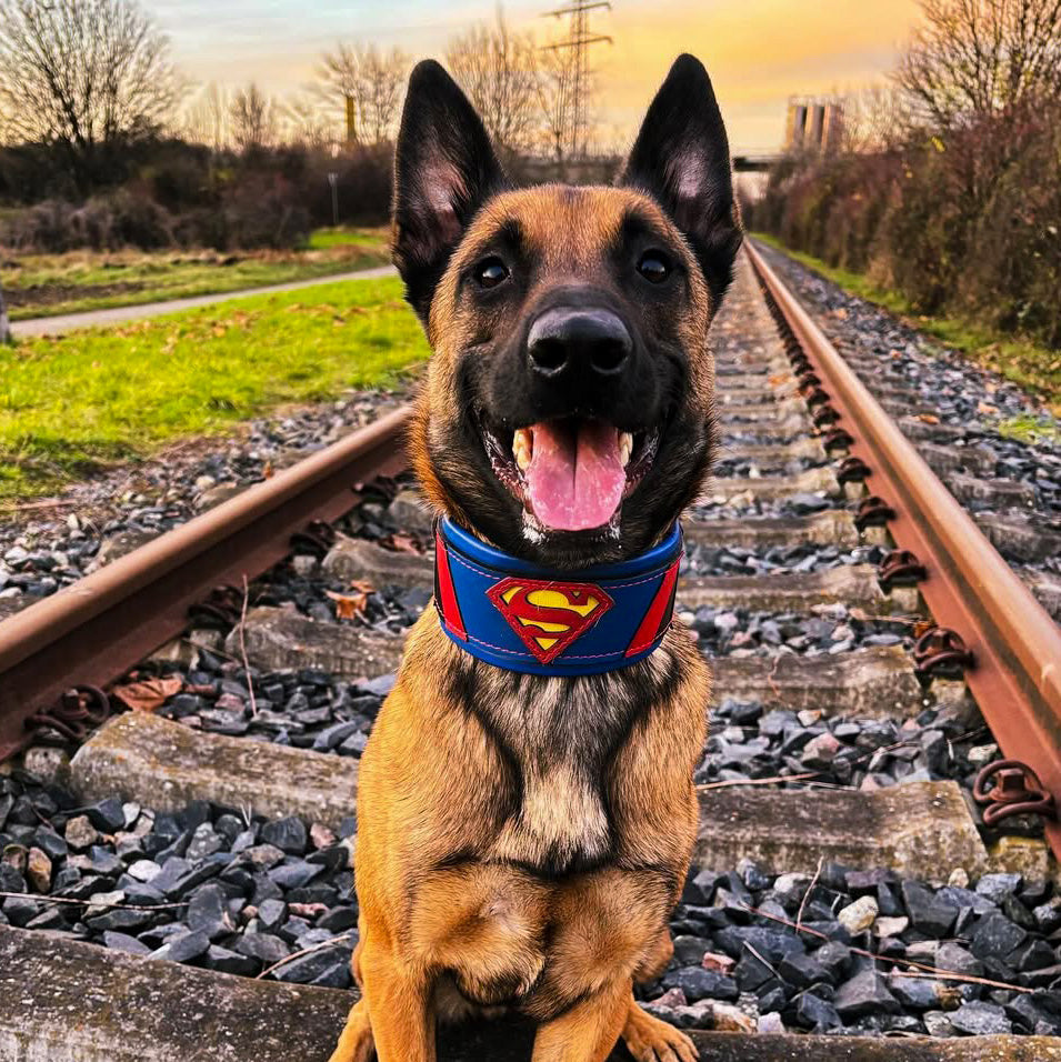Superdog Collar - Tampa Home & Garden Store