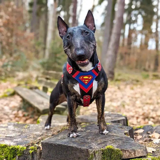 Superdog Harness for medium and giant dogs red-blue with Superman emblem Bestia Dog Gear on Tampa Home & Garden Store