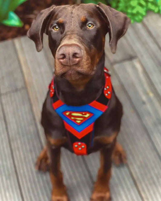 Superdog Harness with Superman emblem in red and blue, Bestia Dog Gear on Tampa Home & Garden Store