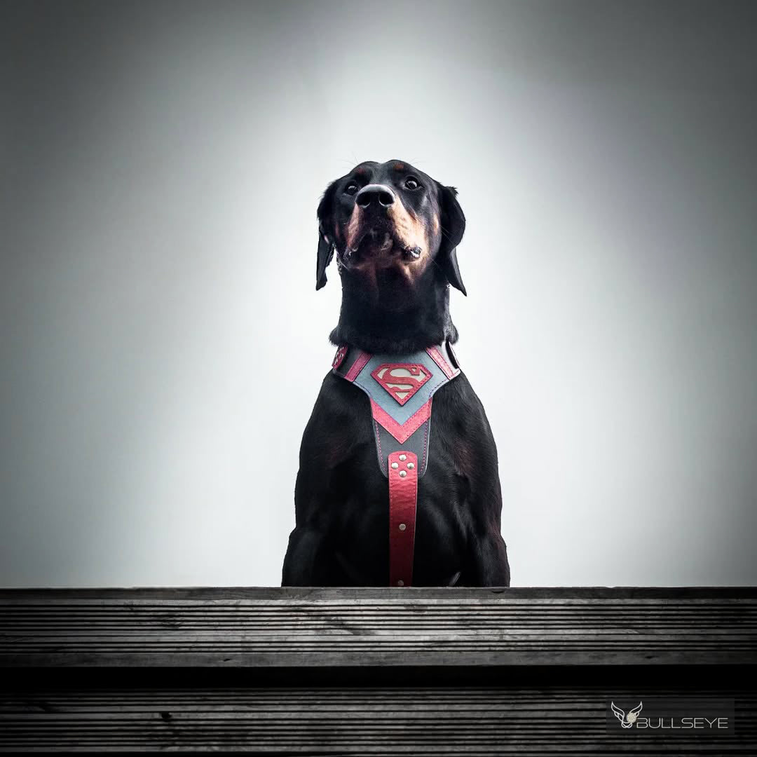 Superdog Harness - Tampa Home & Garden Store