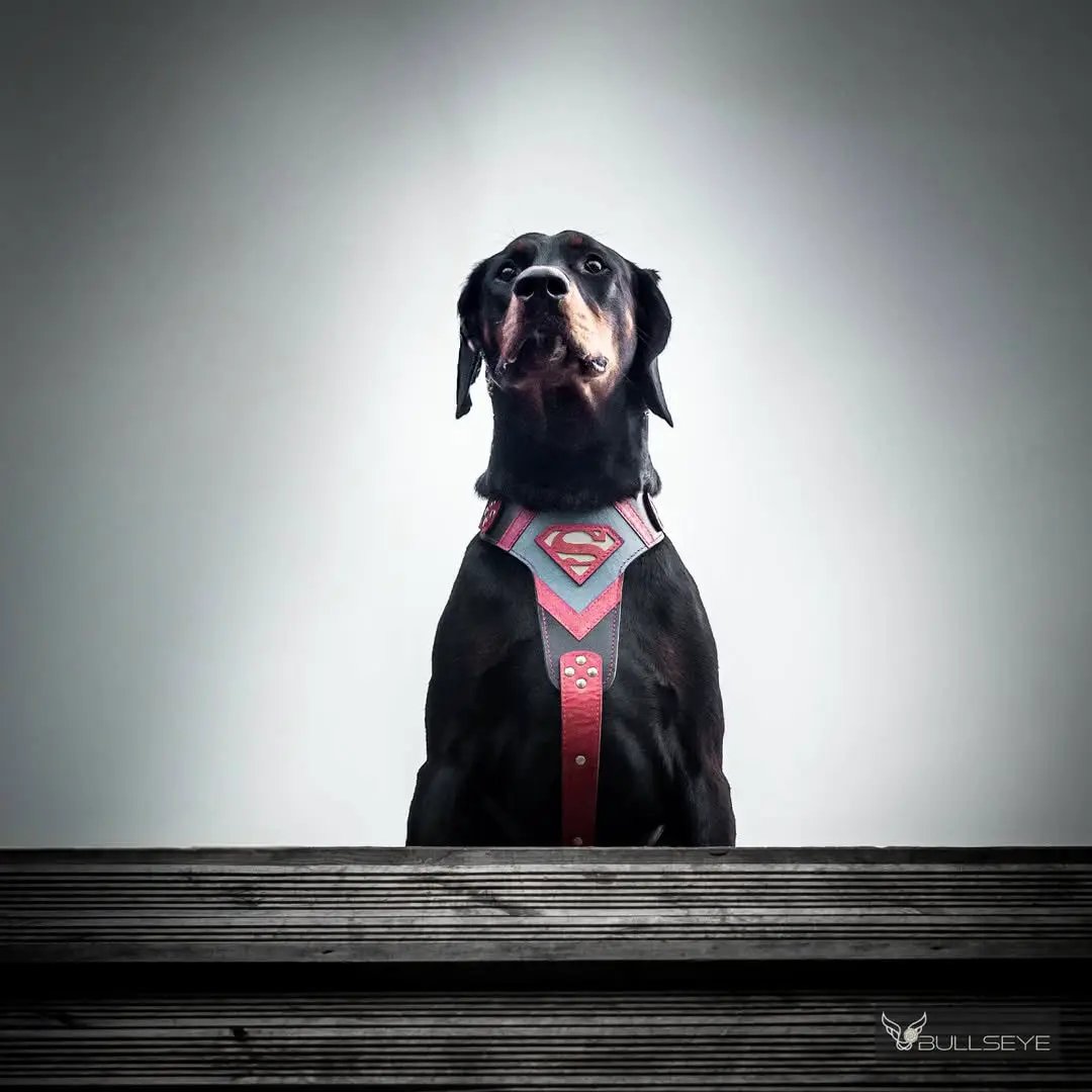 Bestia Dog Gear Superdog harness with Superman emblem in pink-gray on black dog on Tampa Home & Garden Store