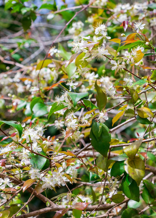 Surinam Cherry Tree blooms with white flowers, tropical fruit tree by Sow Exotic on Tampa Home & Garden Store