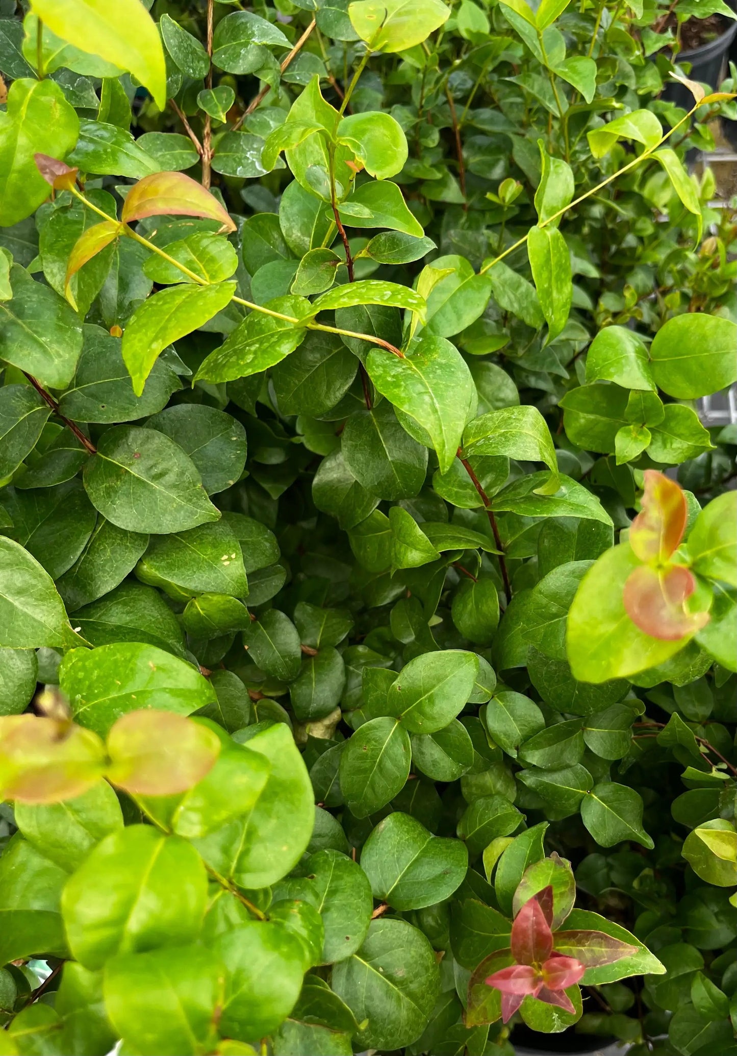 Surinam Cherry Tree tropical fruit tree with glossy green leaves and new red growth Sow Exotic on Tampa Home & Garden Store